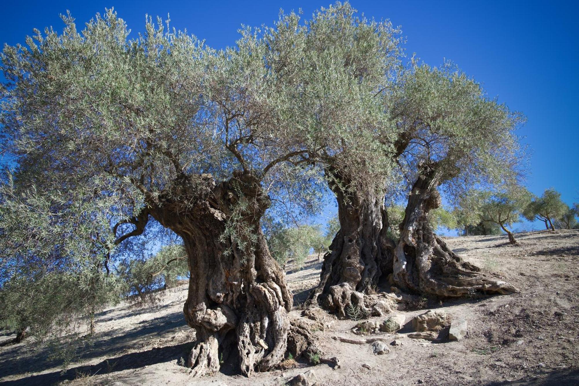 Los Campos Casa Rural Almogía Dış mekan fotoğraf